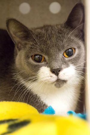 BLUE Domestic Short Hair Cat