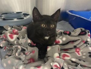 CHOCOLATE Domestic Short Hair Cat