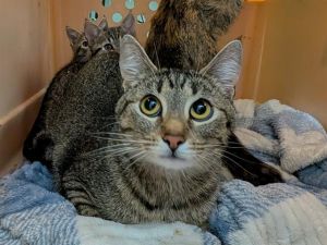 DOROTHY Domestic Short Hair Cat