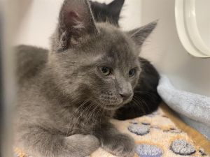 Hi My name is Pixie and I am available for adoption I am currently at an offsite location looking 