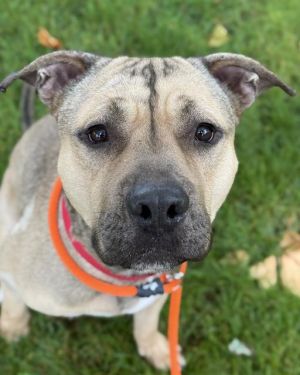 RAMSEY Pit Bull Terrier Dog