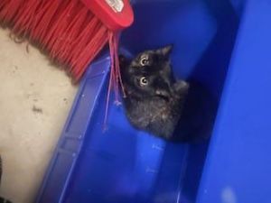 BARN CAT WAMBLE Domestic Short Hair Cat