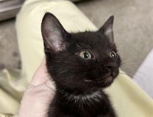 Hi My name is Catan and I am available for adoption You can visit me at the Pet Adoption Center