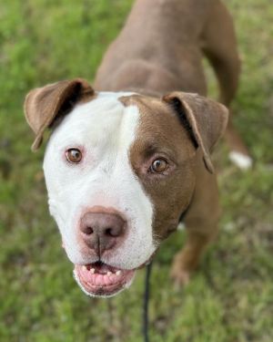 Hi My name is Charlie and I am available for adoption I was brought in by a good samaritan on