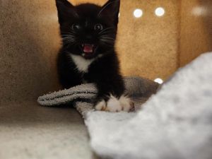 Hi My name is Mote and I am available for adoption I am a shy and fussy kitten who is