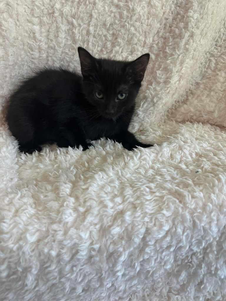 Salem