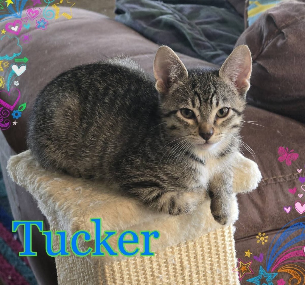 Tucker