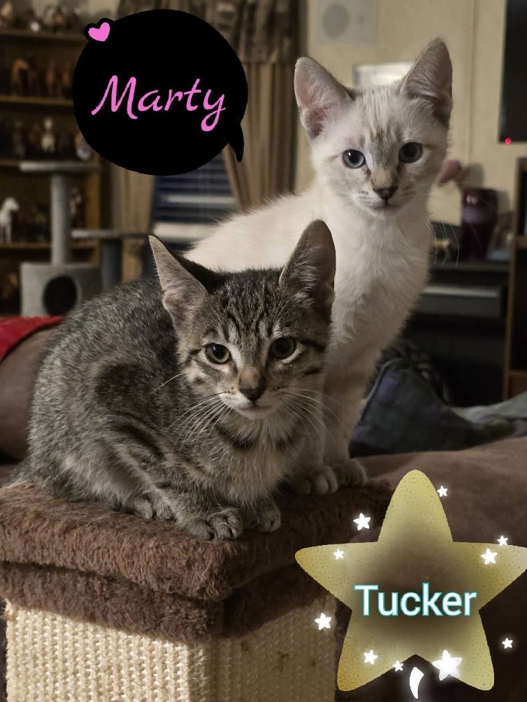 Tucker