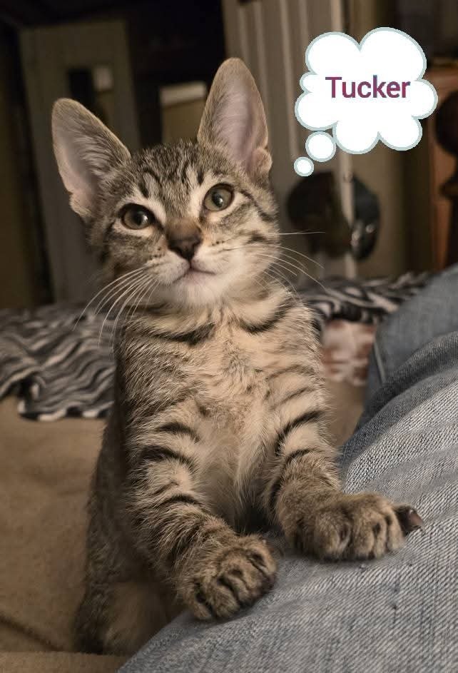 Tucker