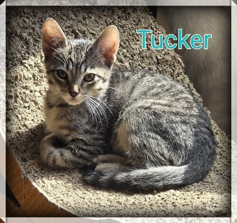 Tucker