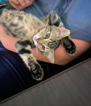 Megatron, Baby Male Domestic Short Hair