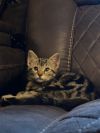 Megatron photo 3