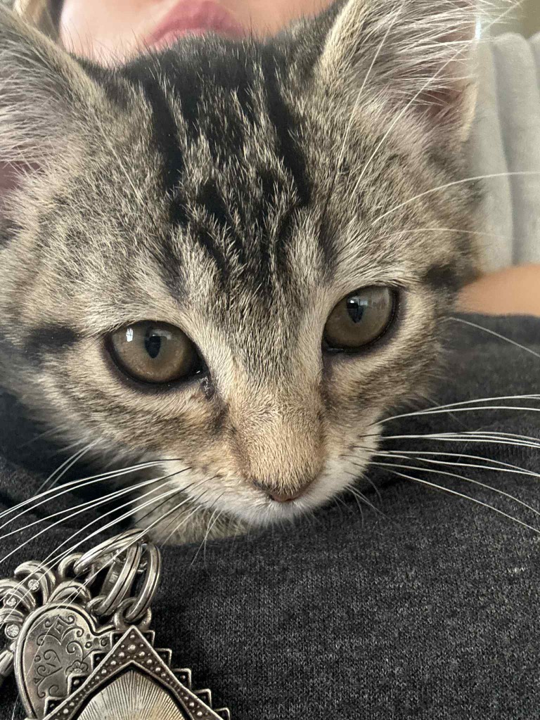 Pekoe