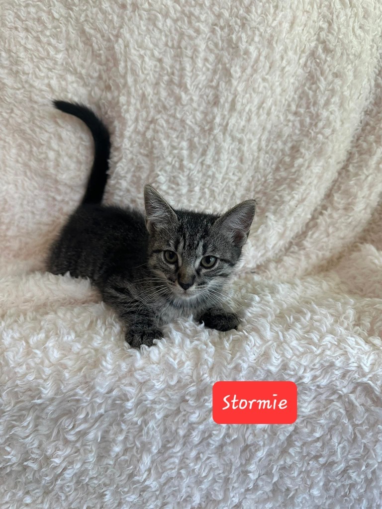 Stormie