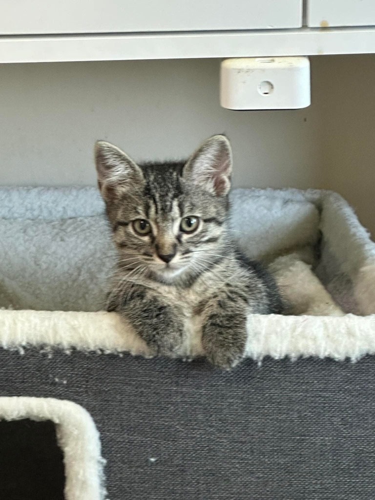 Stormie