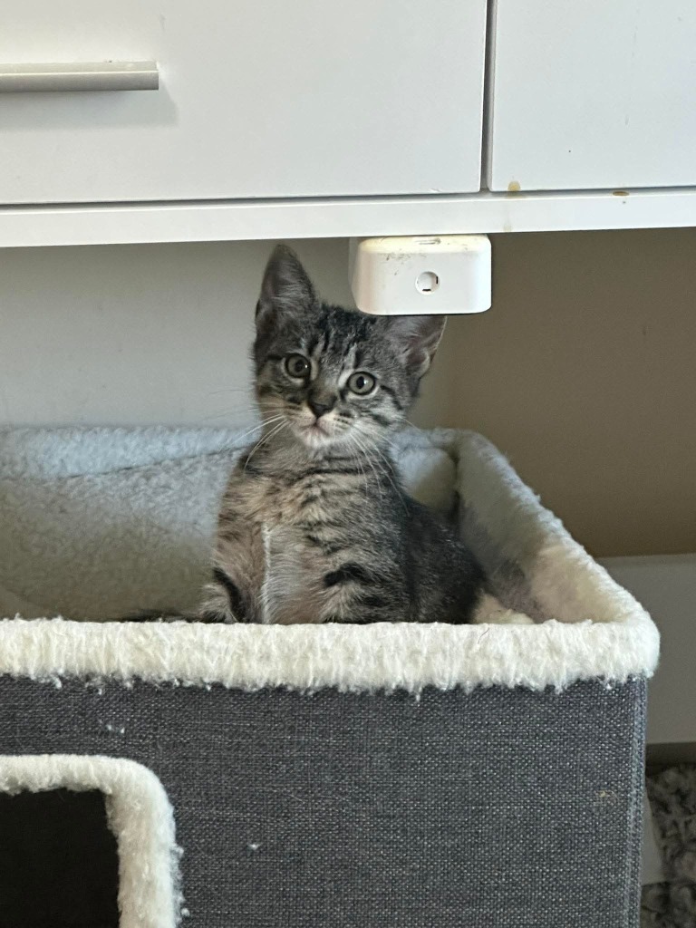 Stormie