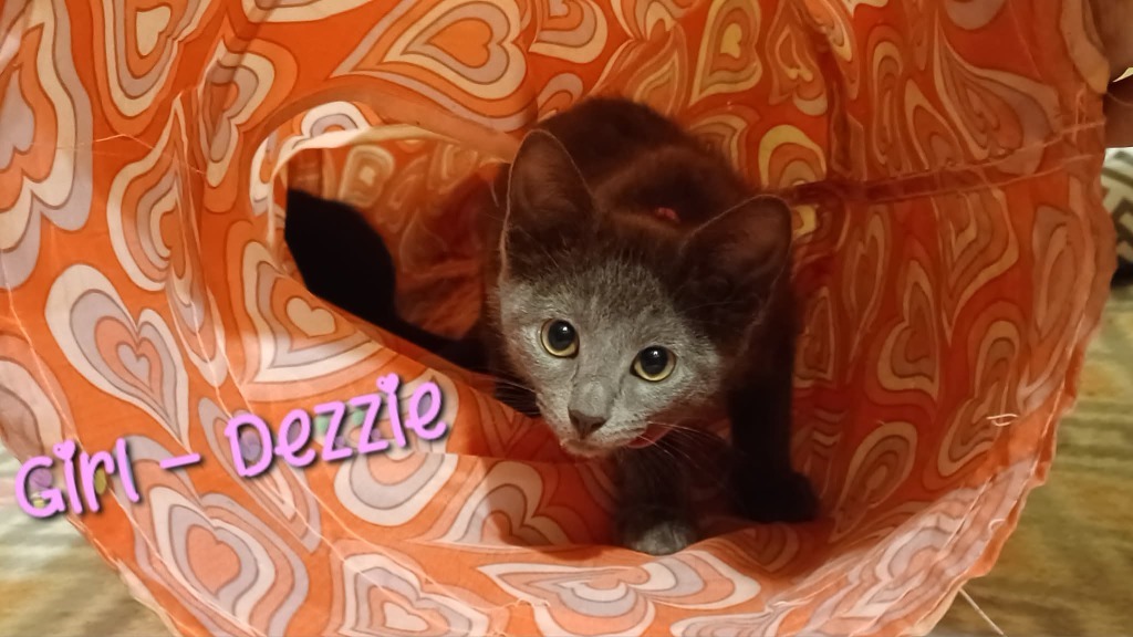 Dezzie