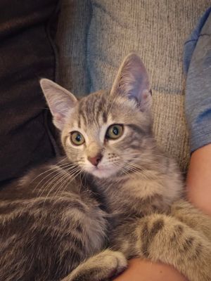 Scar, Baby Male Domestic Short Hair