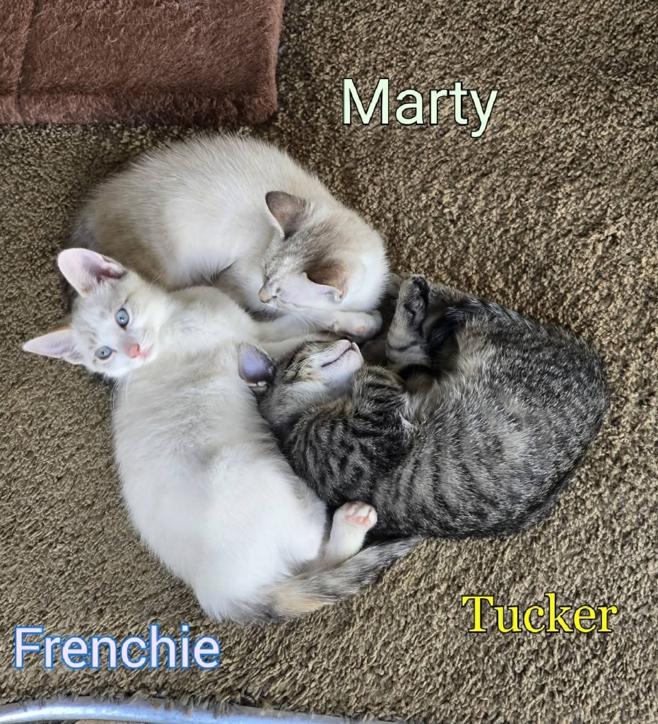 Frenchie