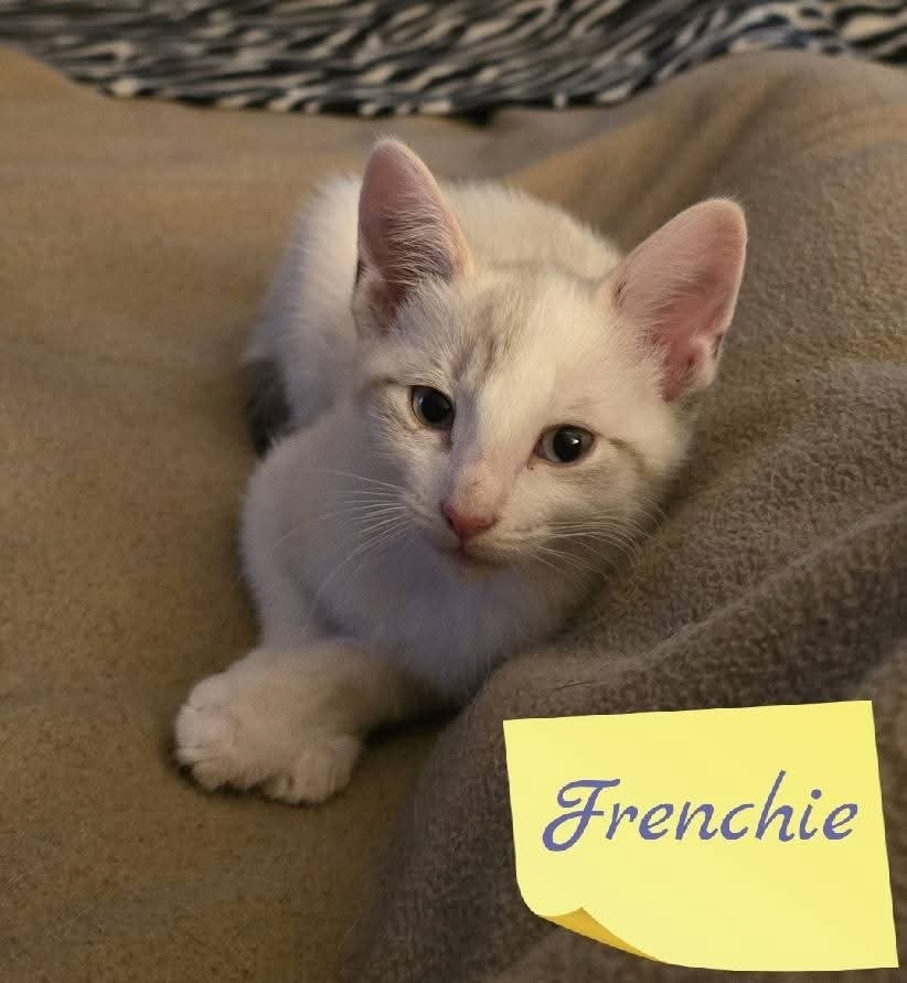 Frenchie