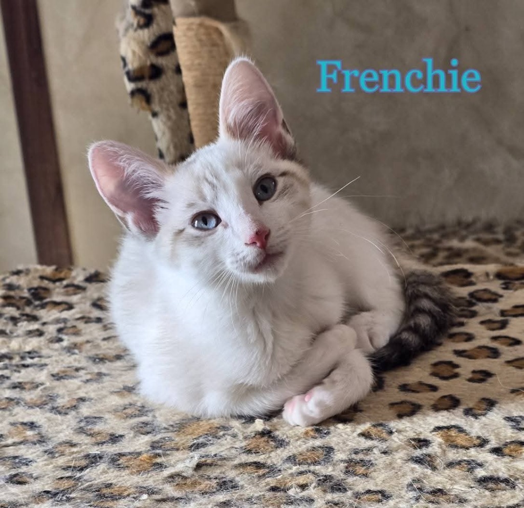Frenchie