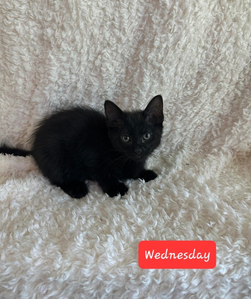 Wednesday