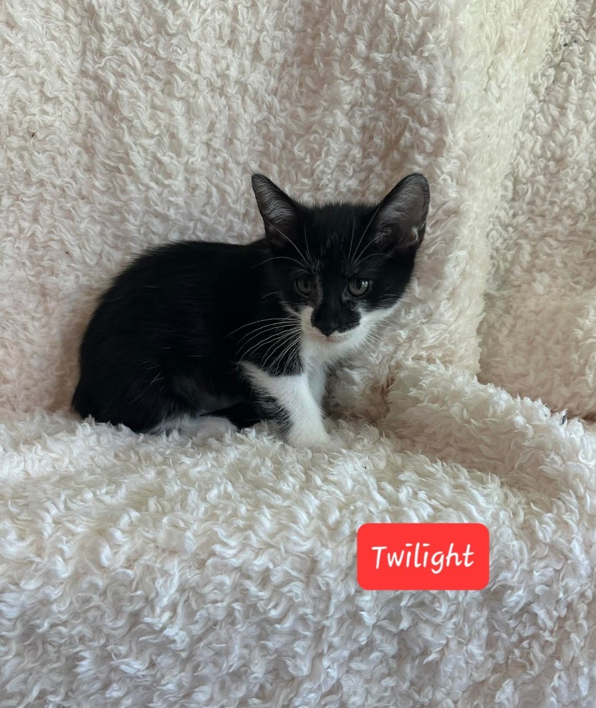Twilight