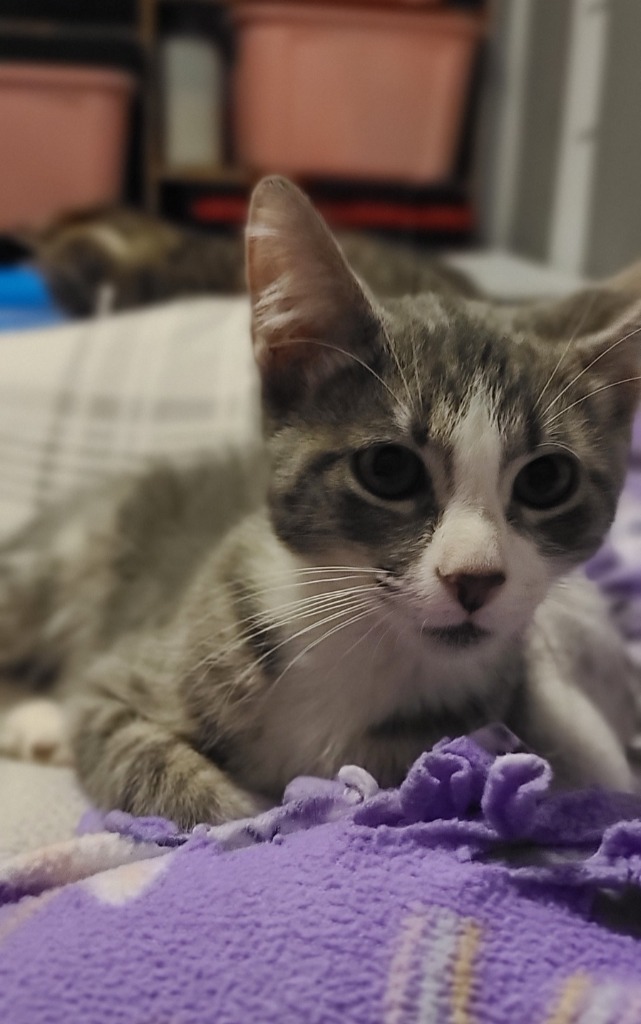 Rascal