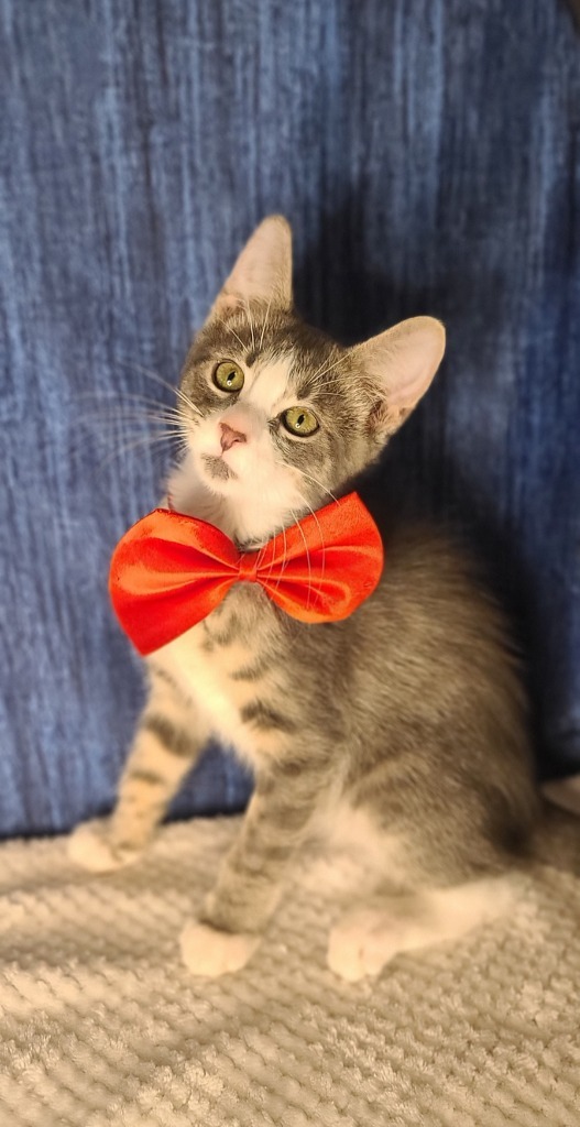 Rascal