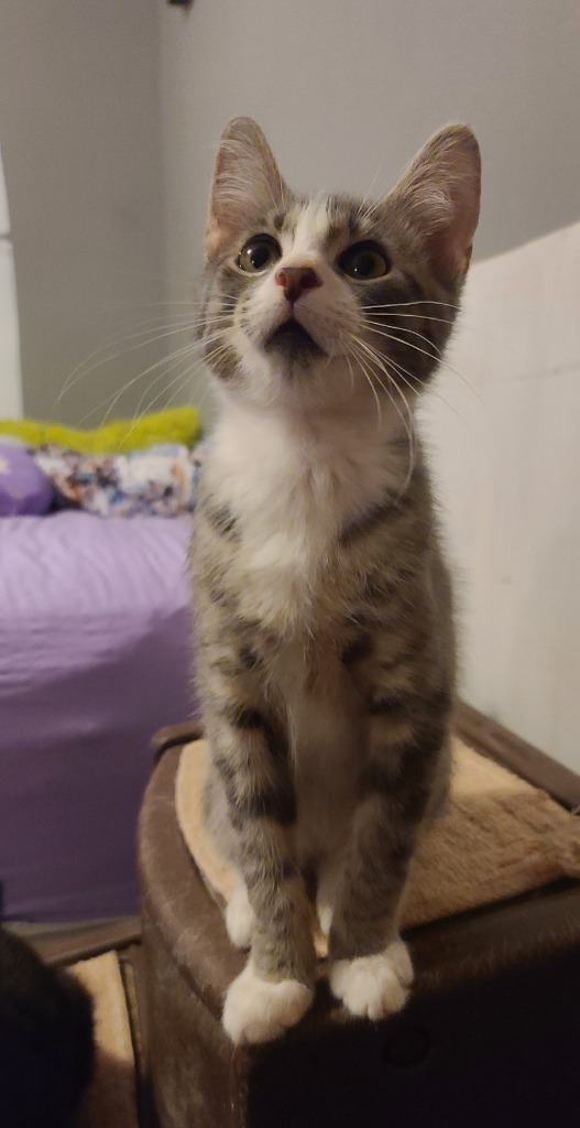 Rascal
