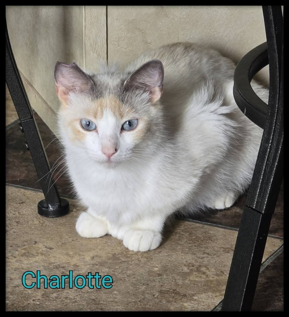 Charlotte