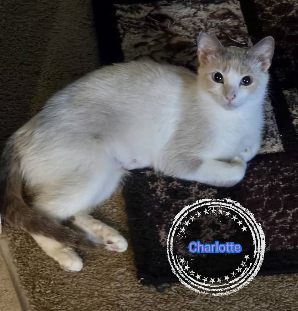 Charlotte