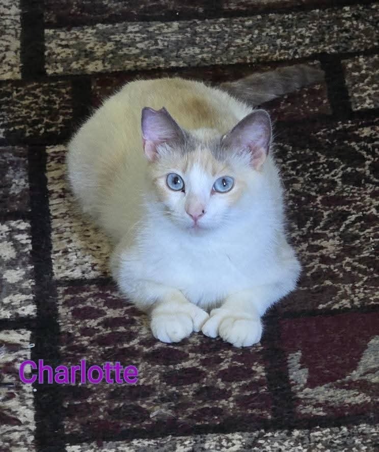 Charlotte