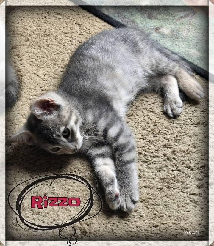 Rizzo