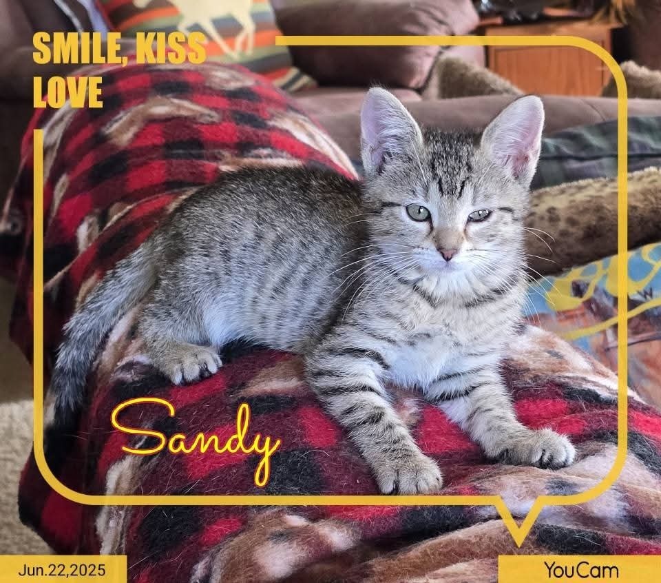 Sandy