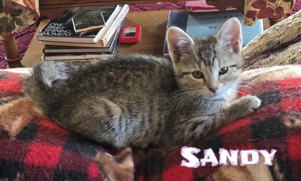 Sandy