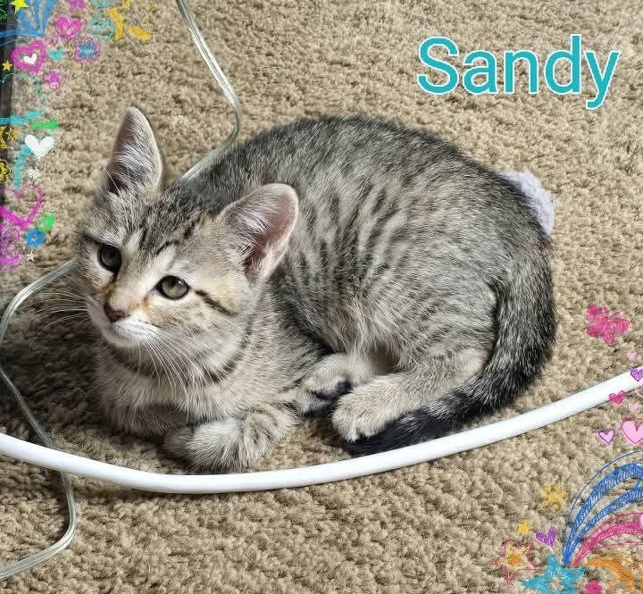 Sandy