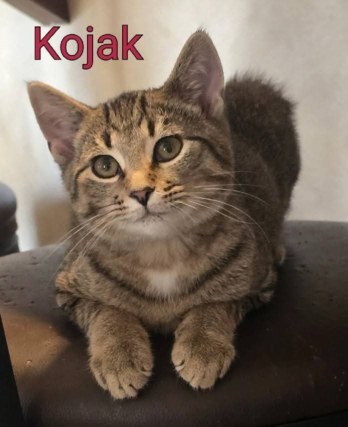 Kojack Jr.