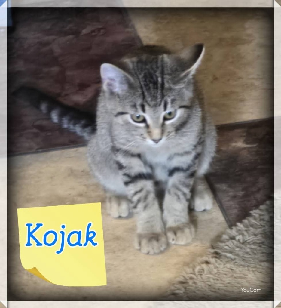 Kojack Jr.