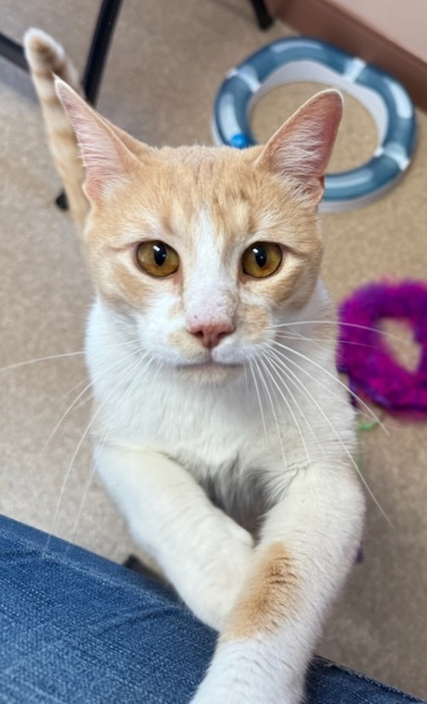 Vegas, an adoptable Domestic Short Hair in Great Falls, MT, 59405 | Photo Image 1