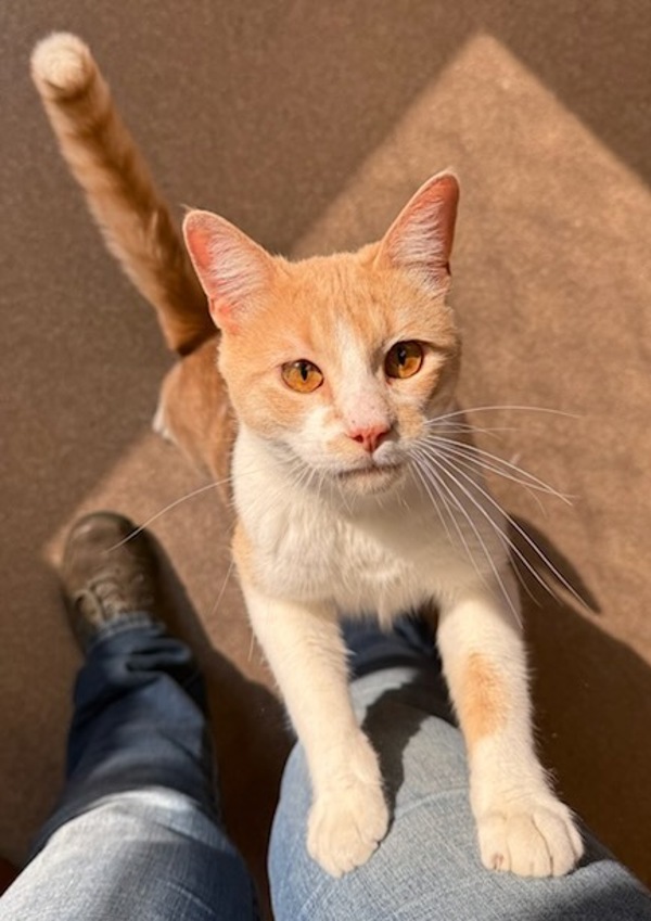 Vegas, an adoptable Domestic Short Hair in Great Falls, MT, 59405 | Photo Image 2