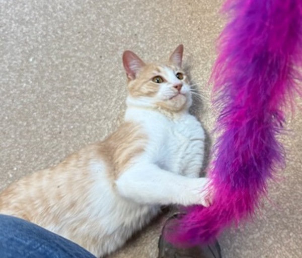 Vegas, an adoptable Domestic Short Hair in Great Falls, MT, 59405 | Photo Image 3