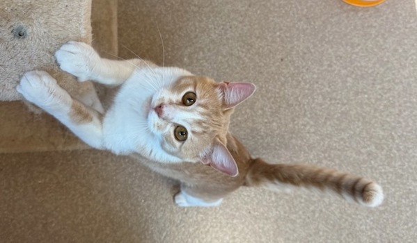 Vegas, an adoptable Domestic Short Hair in Great Falls, MT, 59405 | Photo Image 4