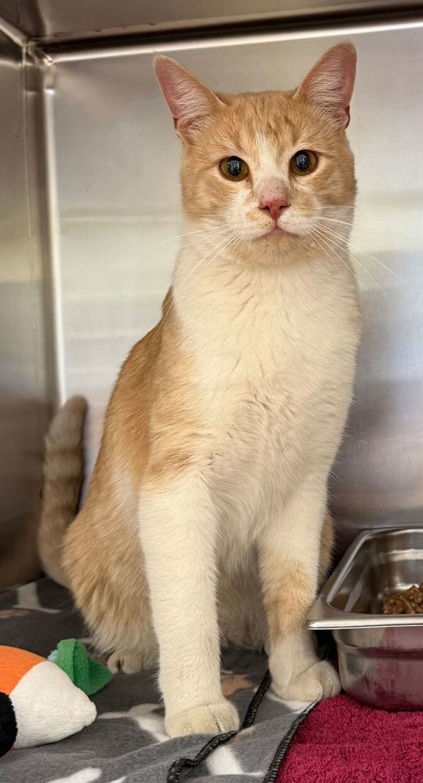 Vegas, an adoptable Domestic Short Hair in Great Falls, MT, 59405 | Photo Image 6