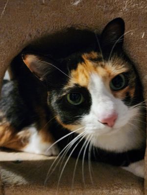 Pumpkin 7.7.22, Adult Female Manx