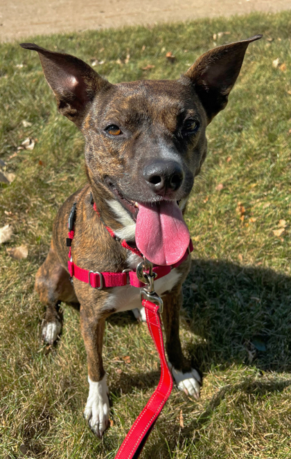 Mirabelle, an adoptable Hound, Mixed Breed in Neenah, WI, 54956 | Photo Image 1