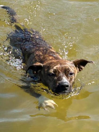 Mirabelle, an adoptable Hound, Mixed Breed in Neenah, WI, 54956 | Photo Image 2