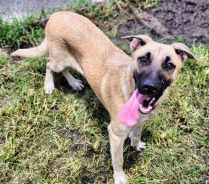 CODY Anatolian Shepherd Dog