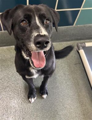 AMOS Labrador Retriever Dog