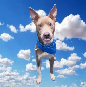 SUNFLOWER Staffordshire Bull Terrier Dog
